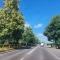 Tczew - Drzewo przy przejściu ma pójść pod topór