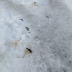Tczew - Plaga niesprzątających po swoich pupilach