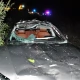 Tczew - Zderzenie audi z łosiem. To już 41 zdarzenie drogowe z udziałem dzikich zwierząt