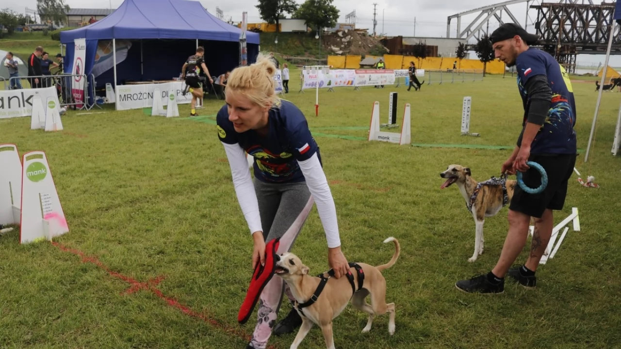 Tczew - Zawody Flyball, czyli wyścig psich sztafet