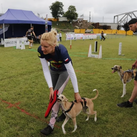 Tczew - Zawody Flyball, czyli wyścig psich sztafet