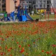Tczew - W Pelplinie powstają kwietne łąki