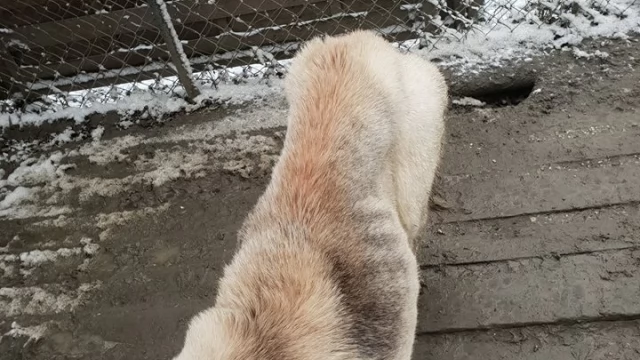 Tczew - Wychudzony, zapchlony, sam "leczył się" po wypadku. Animalsi chcą ukarania właścicielki Asa