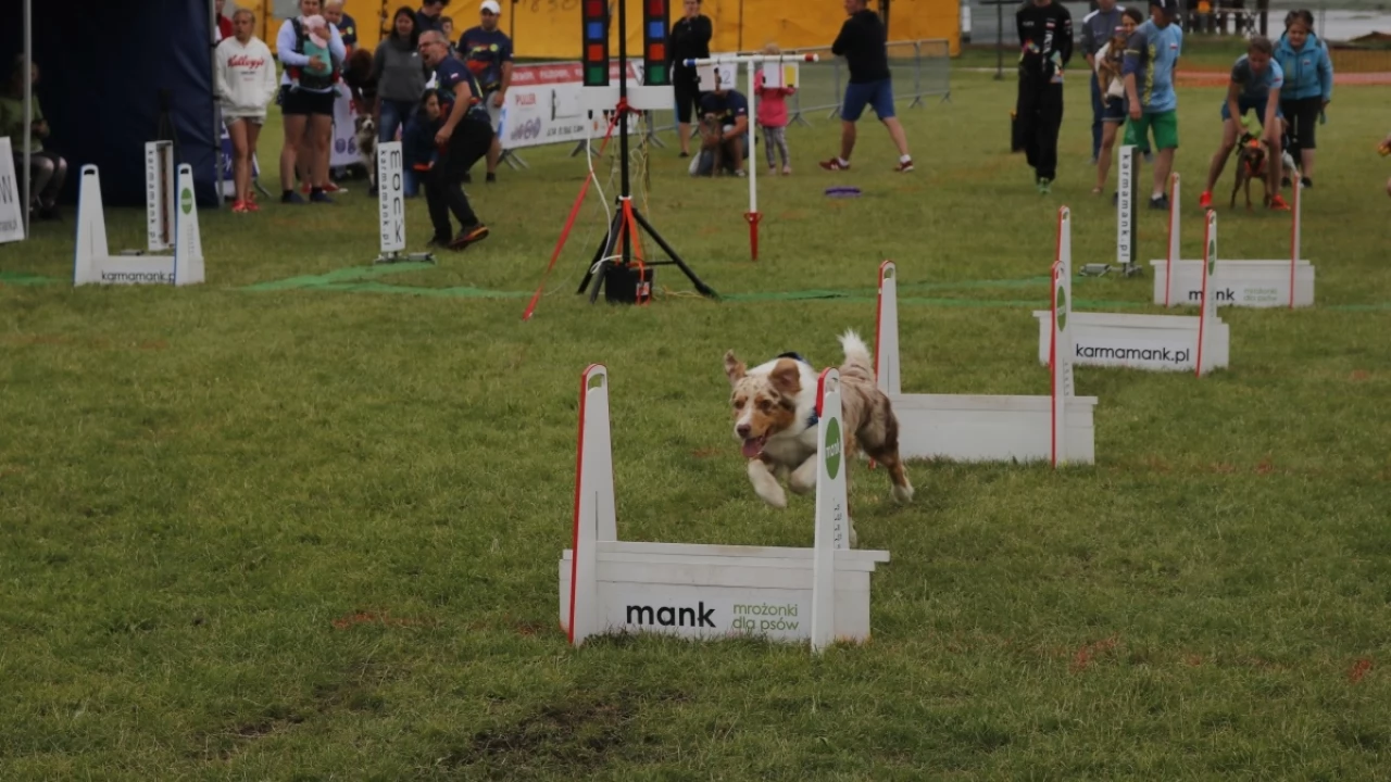 Tczew - Zawody Flyball, czyli wyścig psich sztafet