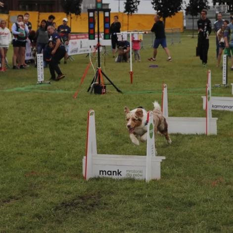 Tczew - Zawody Flyball, czyli wyścig psich sztafet
