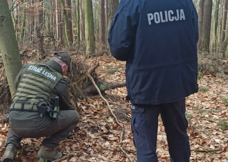 Tczew - Odpowiedzą za nielegalny wyrąb lasu