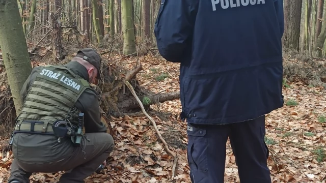 Tczew - Odpowiedzą za nielegalny wyrąb lasu