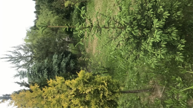 Tczew - Działka ogrodowa ROD im. Henryka Sienkiewicza