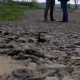 Tczew - Mieszkańcy Rybaków czekają na utwardzenie drogi