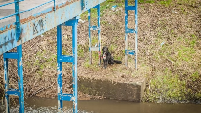 Tczew - Piesek porzucony na śmierć był... adoptowany ze schroniska