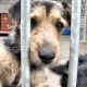 Tczew - Ruszył przetarg na prowadzenie schroniska