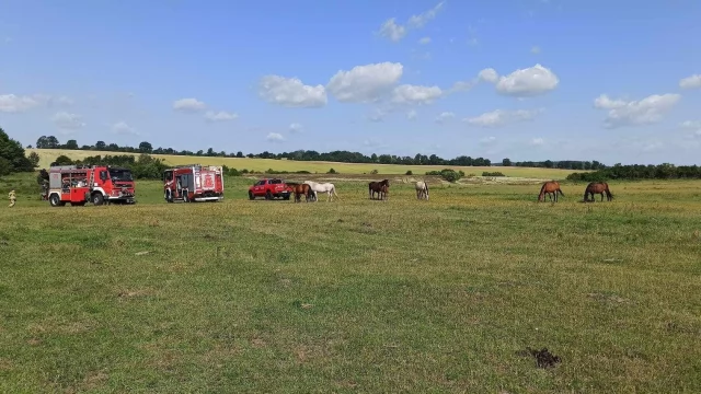 Tczew - Uratowali konia uwięzionego w mule. Pomógł dźwig