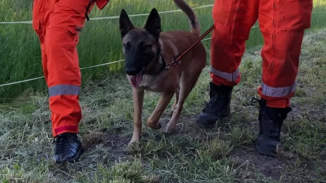 Tczew - Psy ratownicze, drony, kilkudziesięciu mundurowych w akcji. Szukali zaginionego 25-latka
