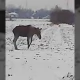 Tczew - Czatkowy. Ranny łoś na polu