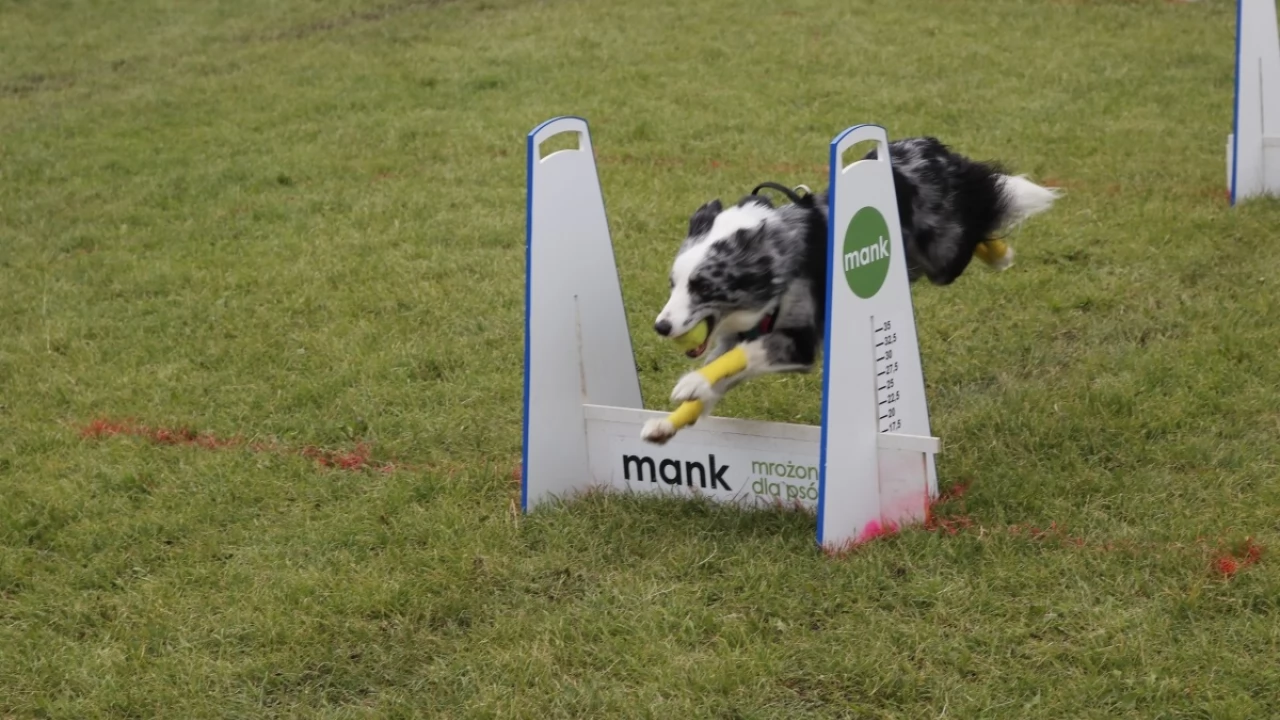 Tczew - Zawody Flyball, czyli wyścig psich sztafet