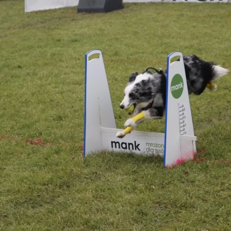 Tczew - Zawody Flyball, czyli wyścig psich sztafet