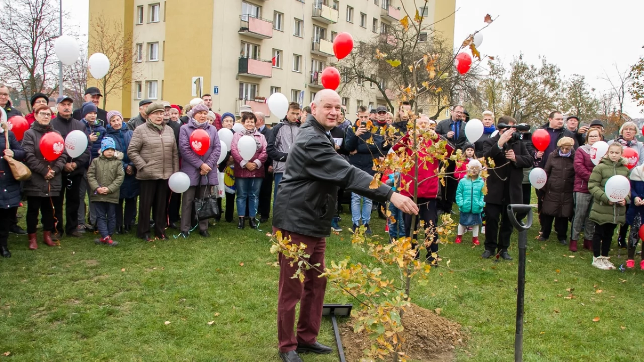 Tczew - Dąb na stulecie niepodległości