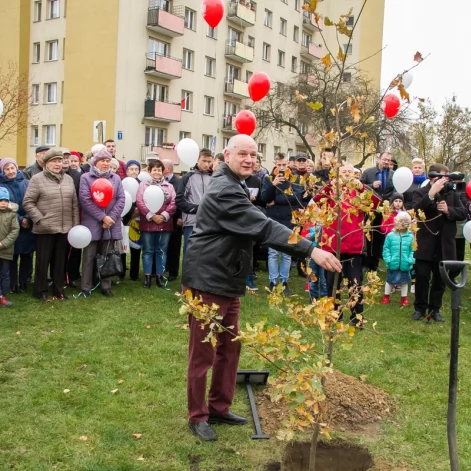 Tczew - Dąb na stulecie niepodległości