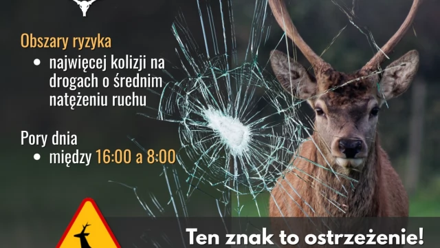 Tczew - Zwierzęta nie znają znaków drogowych. Zwolnij, bądź czujny