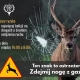 Tczew - Zwierzęta nie znają znaków drogowych. Zwolnij, bądź czujny