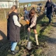 Tczew - Aleja Jabłoni na Nizinie Walichnowskiej ku pamięci społecznika Mariusza Śledzia