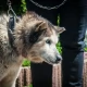 Tczew - Rok prac społecznych i zakaz posiadania zwierząt za zaniedbania wobec Algosa