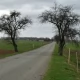 Tczew - Część drzew z owocowej alei nie pójdzie pod topór?