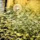 Tczew - Przewoził 1,5 kg narkotyków i wpadł w ręce policji