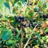Tczew - Aronia z własnego gospodarstwa