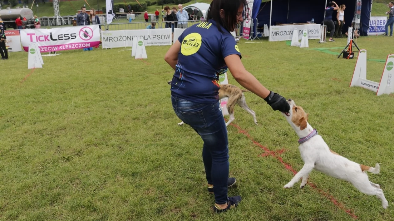Tczew - Zawody Flyball, czyli wyścig psich sztafet