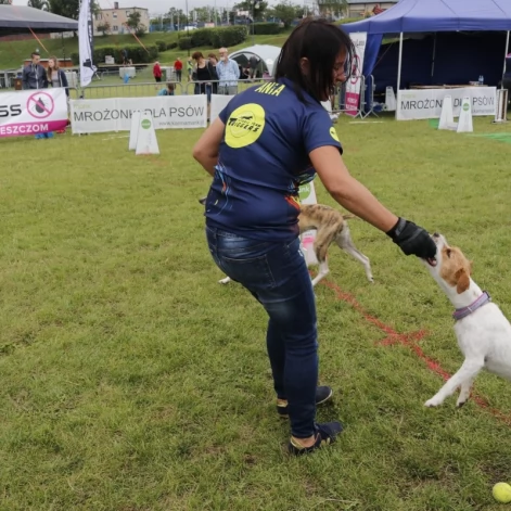 Tczew - Zawody Flyball, czyli wyścig psich sztafet