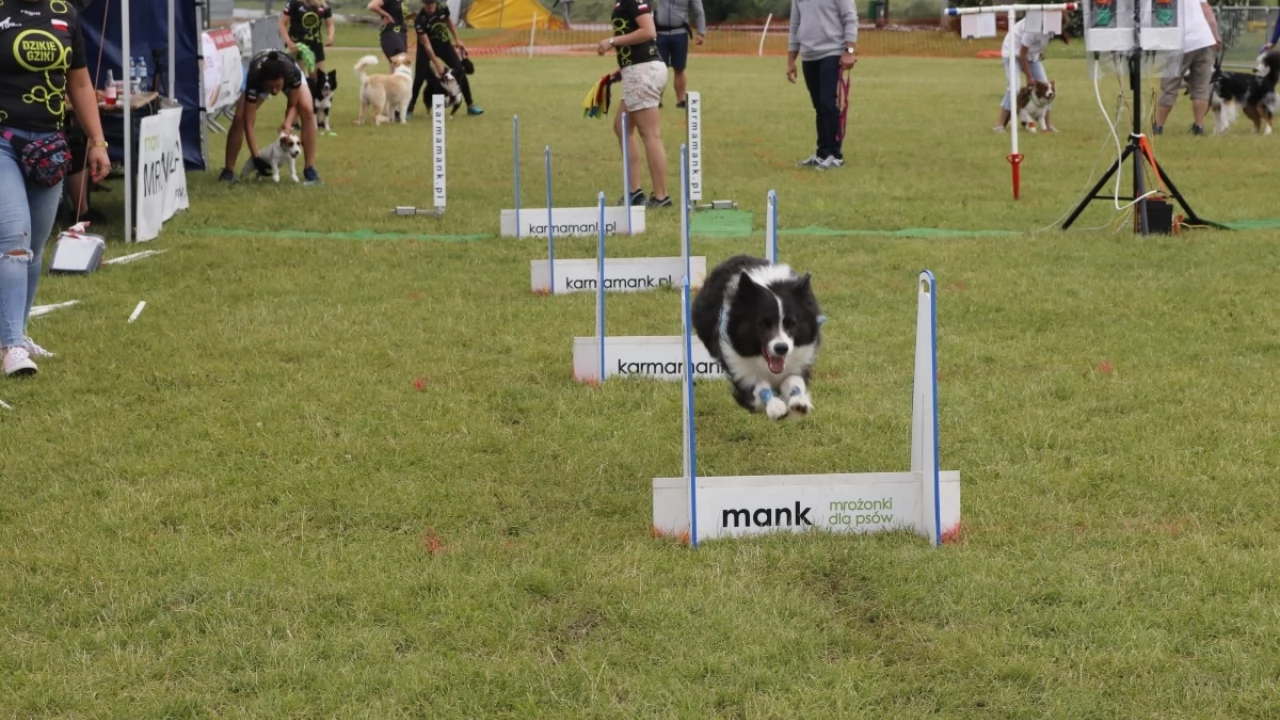 Tczew - Zawody Flyball, czyli wyścig psich sztafet