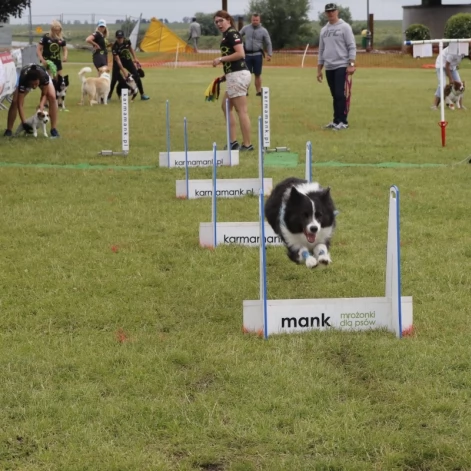 Tczew - Zawody Flyball, czyli wyścig psich sztafet