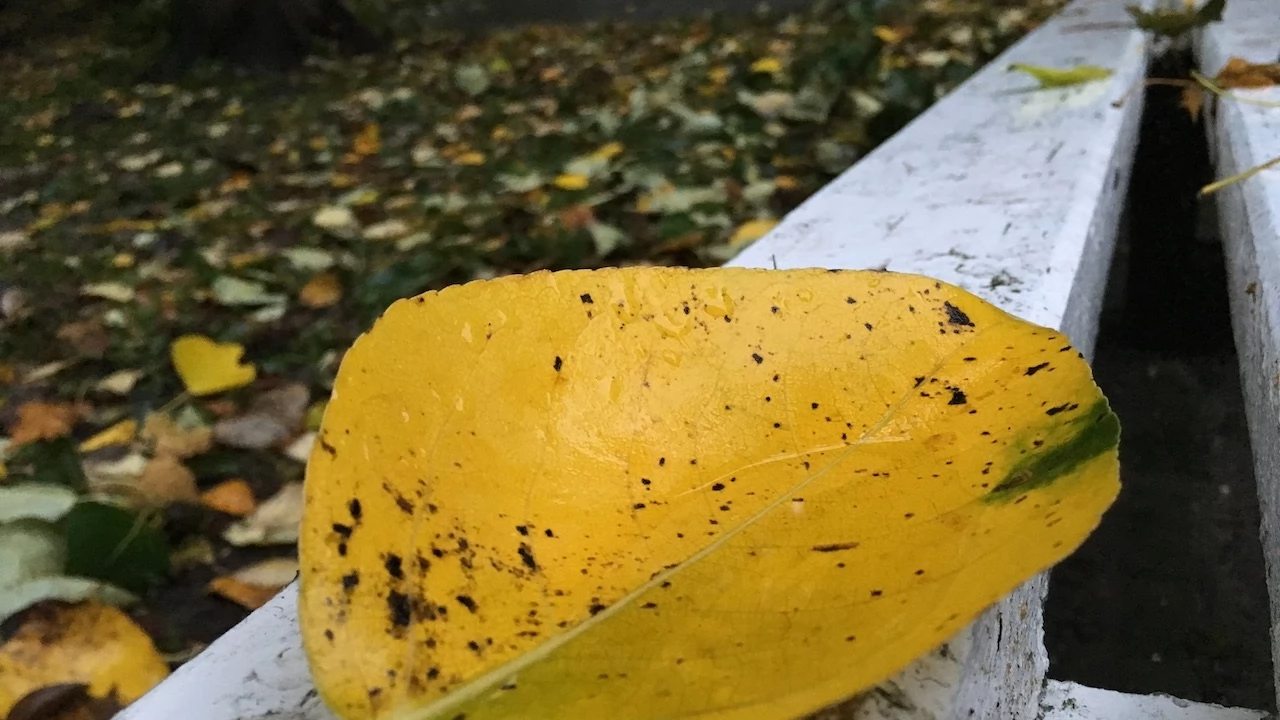 Tczew - Park Miejski jesienią z dnia 7.10.2016