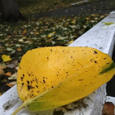 Tczew - Park Miejski jesienią z dnia 7.10.2016