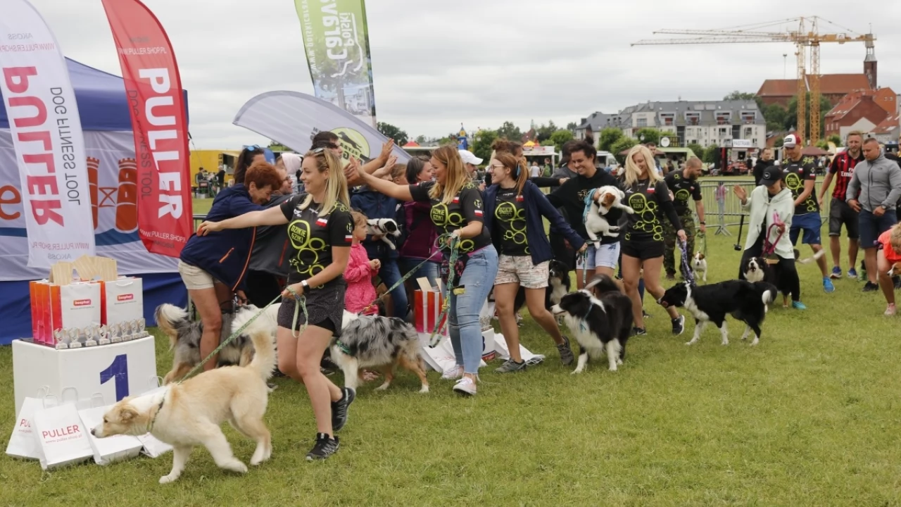 Tczew - Zawody Flyball, czyli wyścig psich sztafet