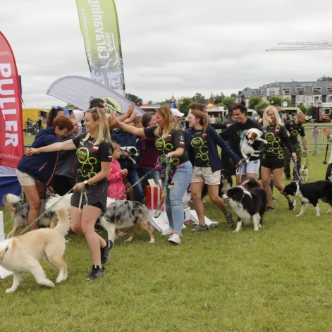 Tczew - Zawody Flyball, czyli wyścig psich sztafet