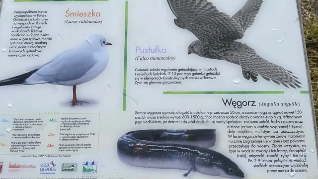 Tczew - Tablice na ścieżce edukacyjnej jak nowe