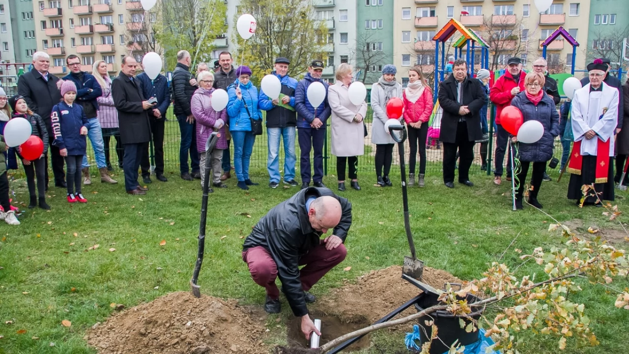 Tczew - Dąb na stulecie niepodległości