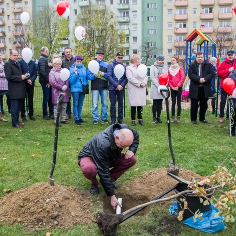 Tczew - Dąb na stulecie niepodległości