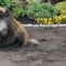 Tczew - Na Prątnicy grasuje dzik [WIDEO]