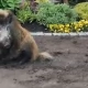Tczew - Na Prątnicy grasuje dzik [WIDEO]