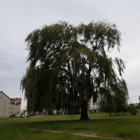 Tczew - Stawek na Bajkowym