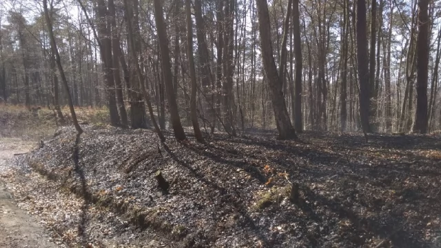 Tczew - Szybka interwencja strażaków zapobiegła olbrzymim stratom. Płonęły lasy pod Tczewem
