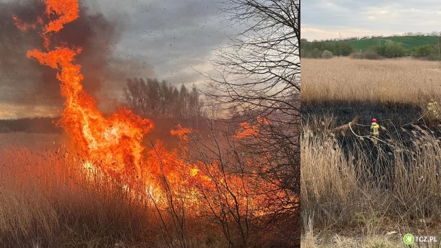 Tczew - Znowu płonęły trawy - na szczęście reakcja była błyskawiczna