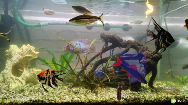 Tczew - Akwarium z rybkami