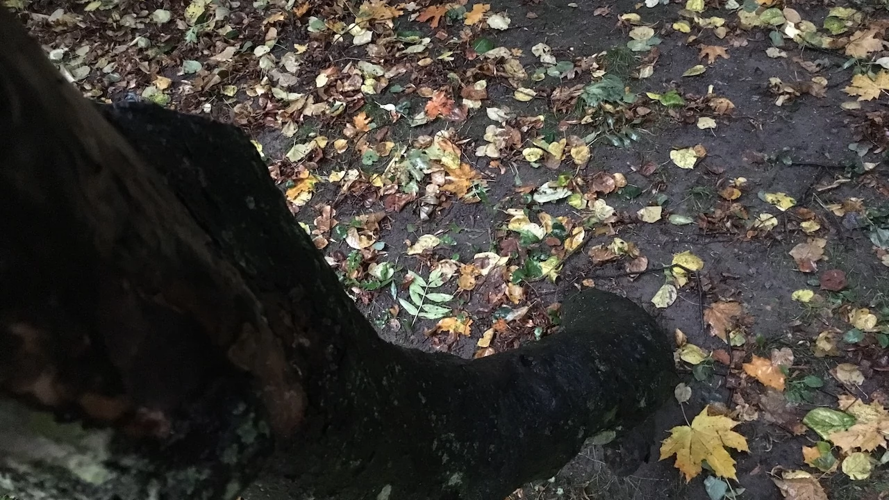 Tczew - Park Miejski jesienią z dnia 7.10.2016
