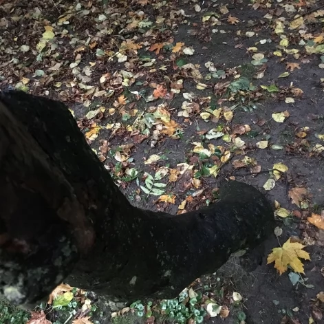 Tczew - Park Miejski jesienią z dnia 7.10.2016