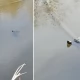 Tczew - W jeziorku na Górkach żyją... żółwie