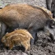 Tczew - Ruszył odstrzał dzików. "Otrzymujemy sygnały o zamarzniętych warchlakach"
